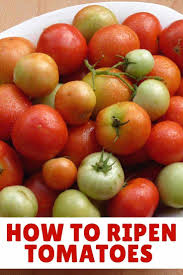 The tiny green tomatoes develop slowly for the first two to three weeks. How To Ripen Tomatoes At Home 5 Easy Methods Liana S Kitchen