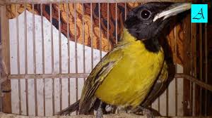 We did not find results for: Pengepuran Burung Samyong By Samyong Garugiwa