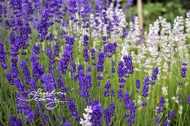 We hope that after reading these growing tips, lavender will make it into your garden. Lavender How To Grow And Care Kreativni Techniky