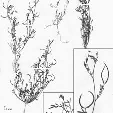 Image result for Antopetitia abyssinica