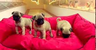 satilik pug mops yavrulari club k9 kopek ciftligi ve binicilik merkezi animals dogs