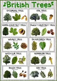 Check spelling or type a new query. British Trees Laminated Nature Poster Size A1 84 1 Cm X 59 4 Cm School Classroom Decoration Resource Amazon Co Uk Stationery Office Supplies