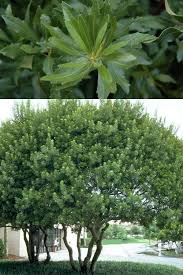 Image result for Myrica serrata