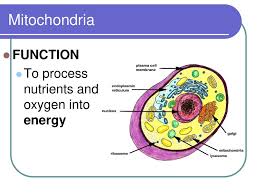 What is the function of mitochondria in animal cell. Introduction To Cell Organelles Ppt Download