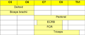 roots brachial plexus and upper limb peripheral nerves