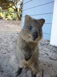 Quokka Happy Animals Animals Cute Animals