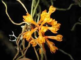 Image result for Microcoelia physophora