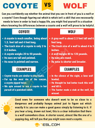Coyote Vs Wolf Interesting Differences Between Wolf Vs Coyote 7esl Confusing Words Learn English English Teaching Resources