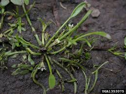 Image result for Limosella