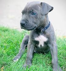 In order to create a blue nose pitbull, both parents have to be carriers of this gene. Blue Eyed Pitbull Do Pitbulls With Blue Eyes Really Exist