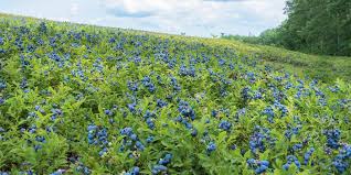 How Wild Blueberries Give a Lift to the Land We Love | Down East Magazine  Magazine