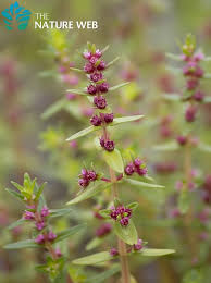 Image result for Rotala mexicana