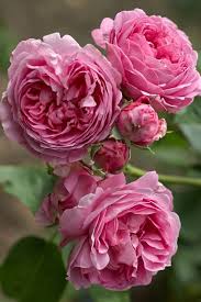 Rose Louise Odier Bourbon Eine Wunderbare Rose Fur Den Garten Ein Duft Eure Gartenphilosophin Rose Flower Flowers Beautiful Flowers