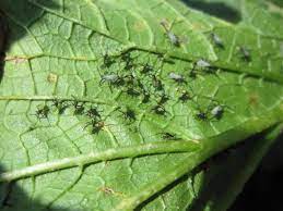 There are hundreds of insects to look out for, and if you've spotted little black bugs on tomato plants that resemble arachnids, they are probably spider mites. Squash Bugs How To Identify And Get Rid Of Squash Bugs The Old Farmer S Almanac
