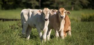 Ensure that there is adequate food for the animals to be able to breed. Easy Ways You Can Help Farm Animals In 2018 Aspca