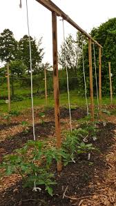 Trellising The Maters Small Vegetable Gardens Tomato Garden Vegetable Garden Design