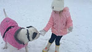 Fundraiser by Kiersten Wilgers : Support Petey's Appeal Against Euthanasia