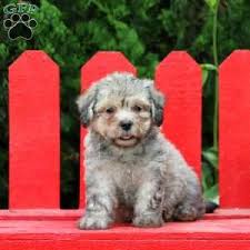 After many requests to add to our breeding program small, hypoallergenic. Havanese Puppies For Sale Greenfield Puppies