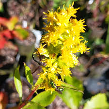 Image result for Stemodiopsis