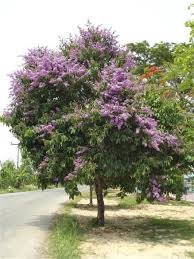 Image result for Buchnera speciosa