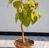 Is this ficus religiosa suitable for bonsai?