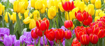 Afghan Tulips Flowers Afghanistan Tulips