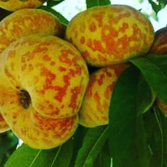 نهال هلو انجیری پلنگی