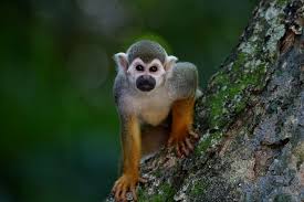 صور للقرد من أفضل الصور للقرود بجودة عالية Primates Power Animal Mammals