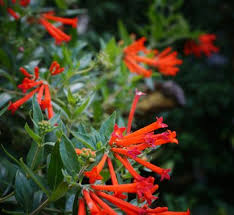 Image result for Bouvardia longiflora