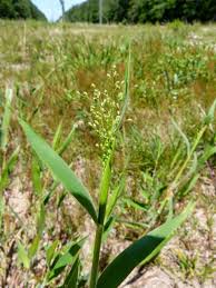 Image result for Panicum repentellum