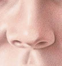 Drawing noses realistically involves studying the values. Color Pencil Portraits How To Draw The Nose