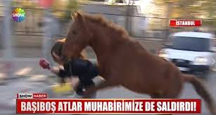 Show Tv Muhabiri Ozge Mayetin Sariyer 39 De Basibos Olarak Gezen Bir Ati Haber Yapmak Istedi Basibos Atlar Haberini Yapmak Icin Mahalleye Ge Atlar Haber Ordu