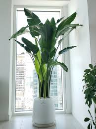 Image result for Strelitzia