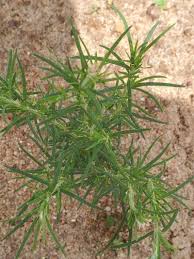 Image result for Polycarpaea corymbosa