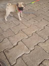 Satilik Pug Mops Yavrusu Orjinal