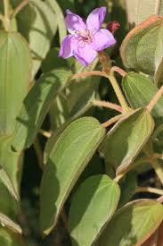 Image result for Dissotis