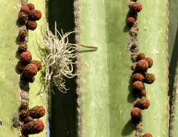 Image result for Lophocereus marginatus