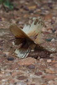 Image result for Combretum zeyheri