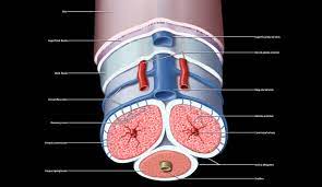 Buck's fascia (deep fascia of the penis, gallaudet's fascia or fascia of the penis) is a layer of deep fascia covering the three erectile bodies of the penis. Buck S Fascia An Overview Sciencedirect Topics
