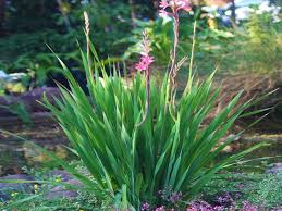 Image result for Watsonia