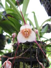 Orquídeas: O mundo é grande e vário
