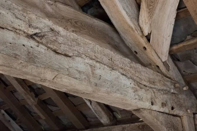 How to Tell If Woodworm Is Active: Signs and Prevention Tips