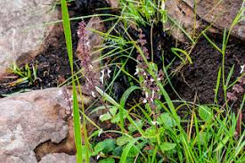 Image result for Kohautia confusa