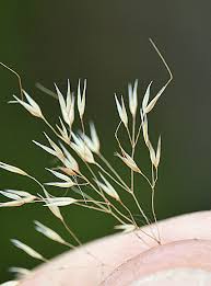 Image result for Pentameris