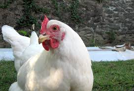 Maybe you would like to learn more about one of these? Solid White Chicken Plumage Wikiwand