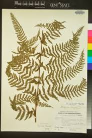 Image result for Deparia boryana