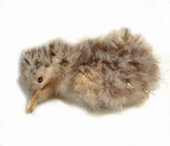 Image result for Chionodes electellus