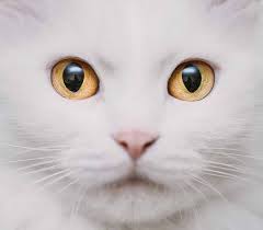 Cat Eye Colors An Amazing Range Of Shades Cat Eye Colors Cats Dog Adoption