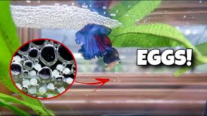 My Betta Fish Laid Eggs Youtube