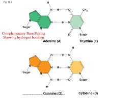 I briefly describe complementary base pairing, antiparallel strands and predicting a dna (or rna) strand's complement based on its sequence. Complementary Base Pairing